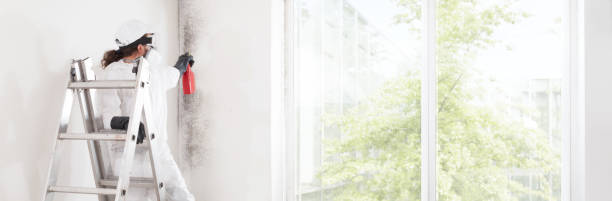 Best Basement Mold Removal  in Manchester, MO